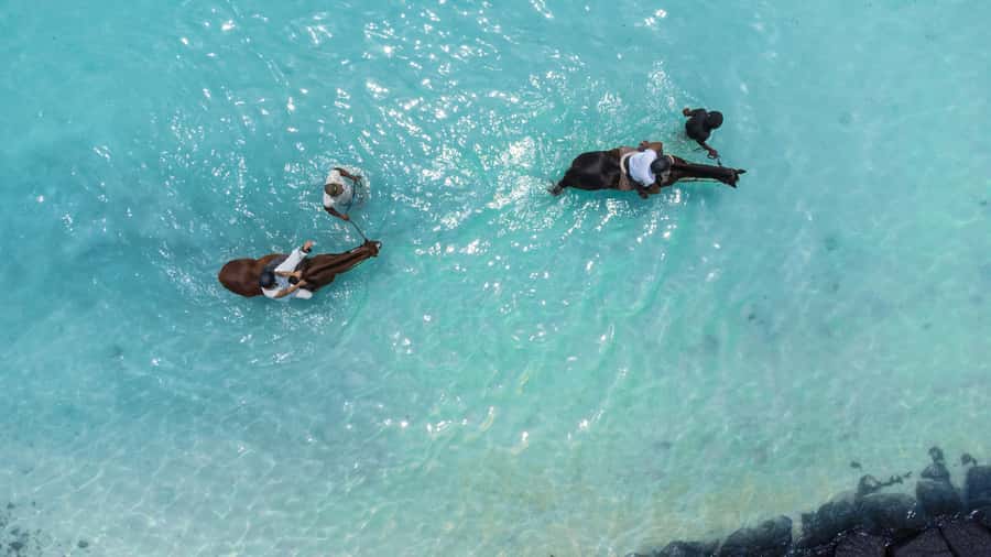 Mauritius: Horseback riding on the beach - Meeting the horses and preparing to ride