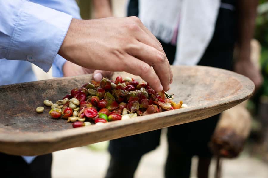 Medellin: Coffee Tour, Horseback Arrival, and Sugar Cane - Lunch in a plantain leaf