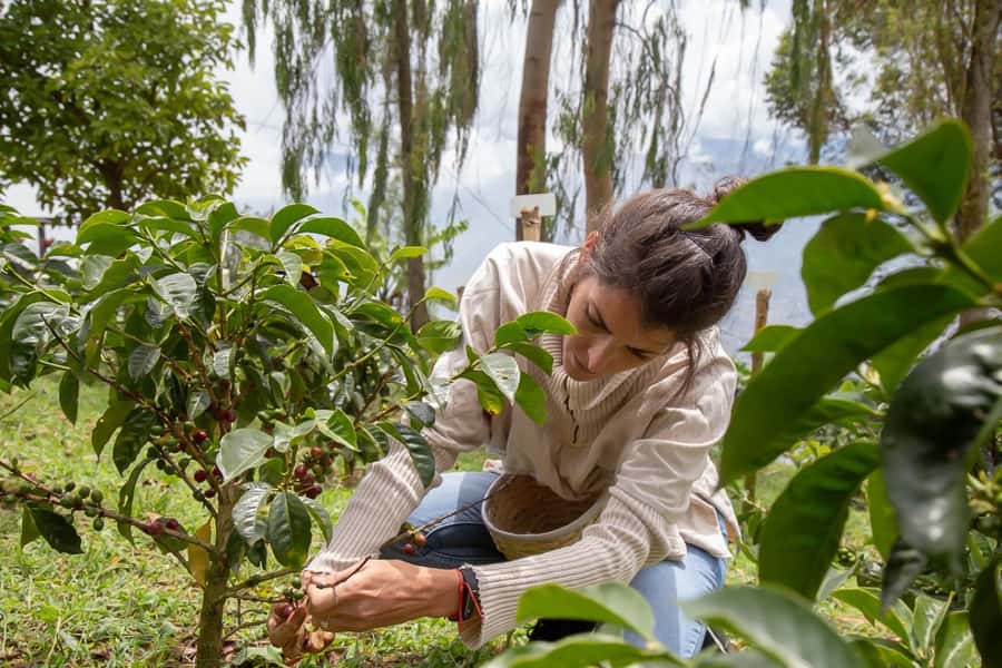 Medellin: Horseback Riding Coffee Farm Tour with Coffee Spa - Key Points Before You Book