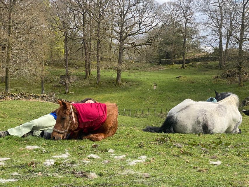 Meditate With Horses - The one-hour break gives your mind room to reset