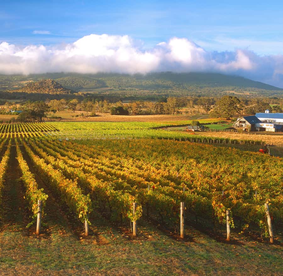 Melbourne: Full-Day Horses, Wine, and Beer Tour - Key points to know before booking