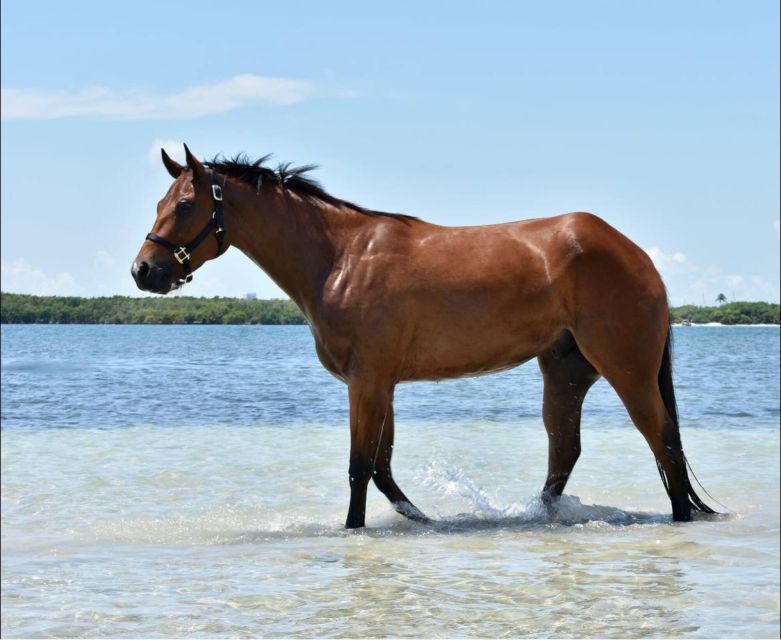Miami: Beach Horse Ride & Nature Trail - Is the One-Hour Ride Worth Booking?