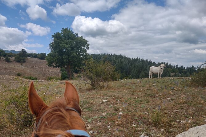 Middle day out of Rome on Horseback with meals included - What the guides and staff add