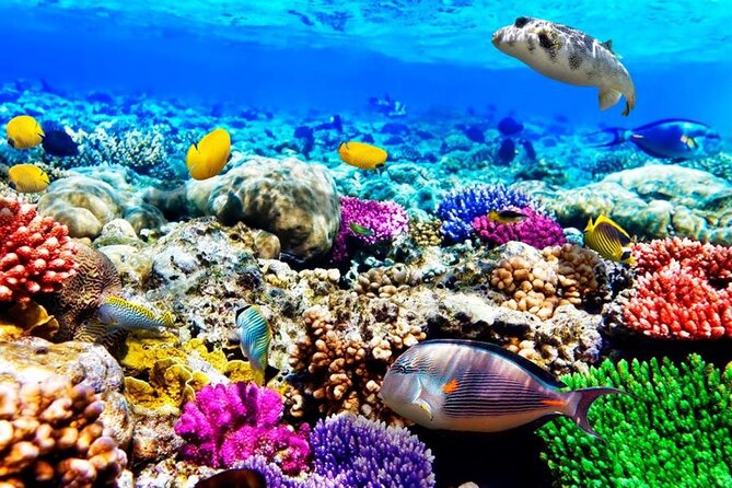 Mnemba Dolphin Tour, Clear Kayak, Cooking Class, Horse Riding - Snorkeling around Mnemba Island Atoll