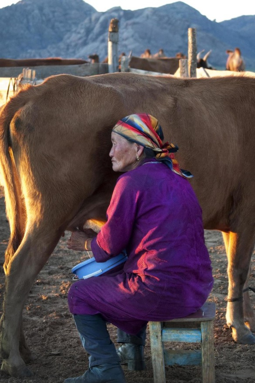 MONGOLIAN NOMADS: 2-Day Horse Trekking & Cow Milking Tour - Horseback herding across open country