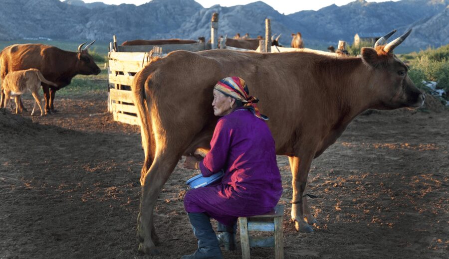 MONGOLIAN NOMADS: 2-Day Horse Trekking & Cow Milking Tour - A quiet second morning and return to the city