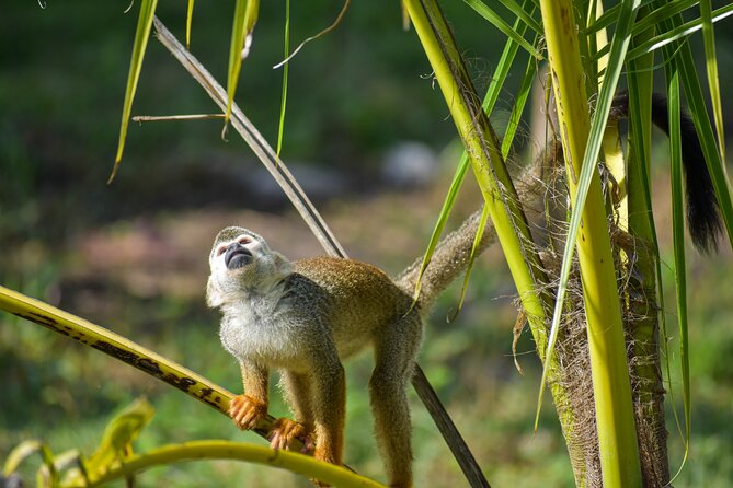 Monkey Encounter and Horse-Riding Tour in Puerto Plata - Five details to know before you book