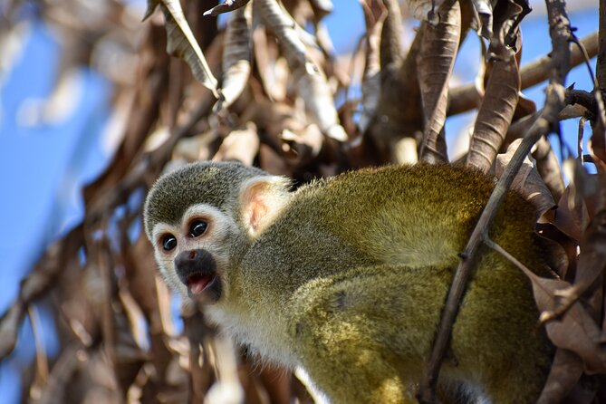 Monkey Encounter and Horse-Riding Tour in Puerto Plata - Two hours on horseback at Country World Adventure Park