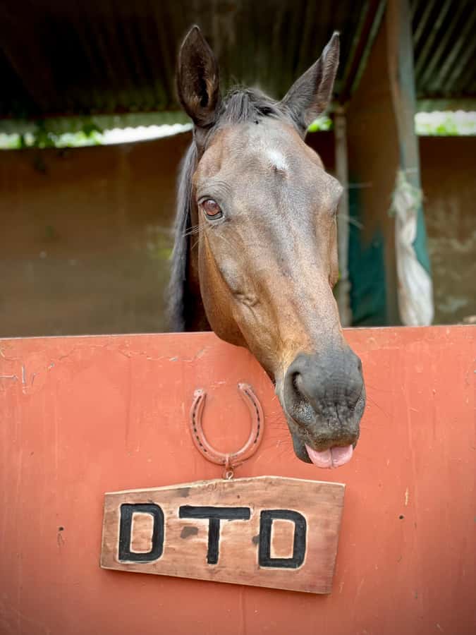 Nairobi: Karura Forest Horseback Riding Tour - Key points at a glance