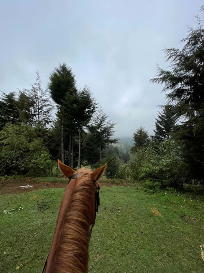 Nairobi: Karura Forest Horseback Riding Tour - Small details that make the outing better