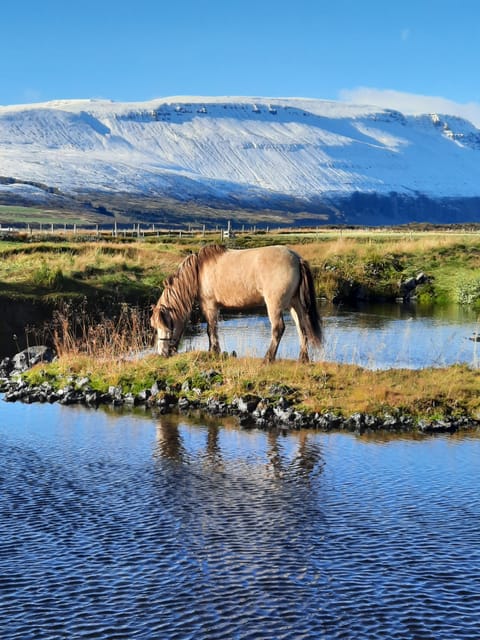 North Iceland: Horseback Riding Tour - Starting from the farm with the right horse