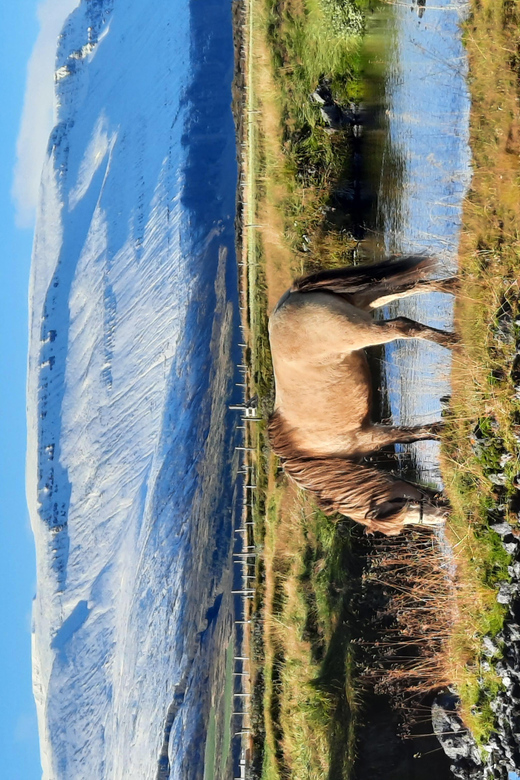 North Iceland: Horseback Riding Tour - Returning through the birch forest