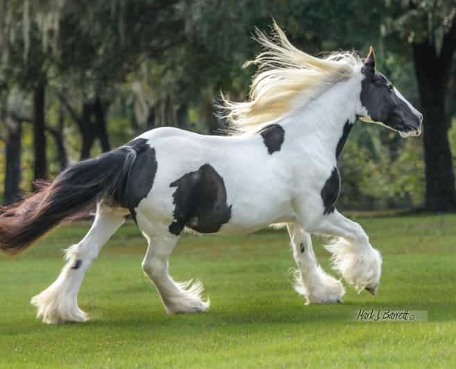 Ocala: Gypsy Gold Horse Farm Guided Walking Tour - Why the Gypsy Vanner story matters