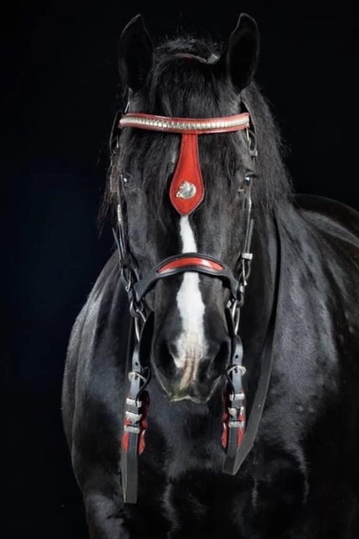 Ocala: Gypsy Gold Horse Farm Guided Walking Tour - A simple 90-minute rhythm