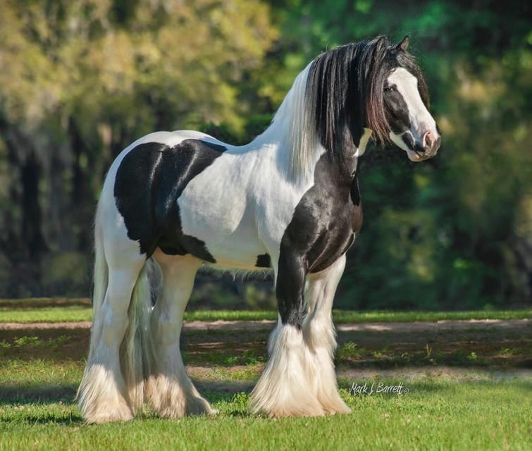 Ocala: Gypsy Gold Horse Farm Guided Walking Tour - Practical advice for your visit