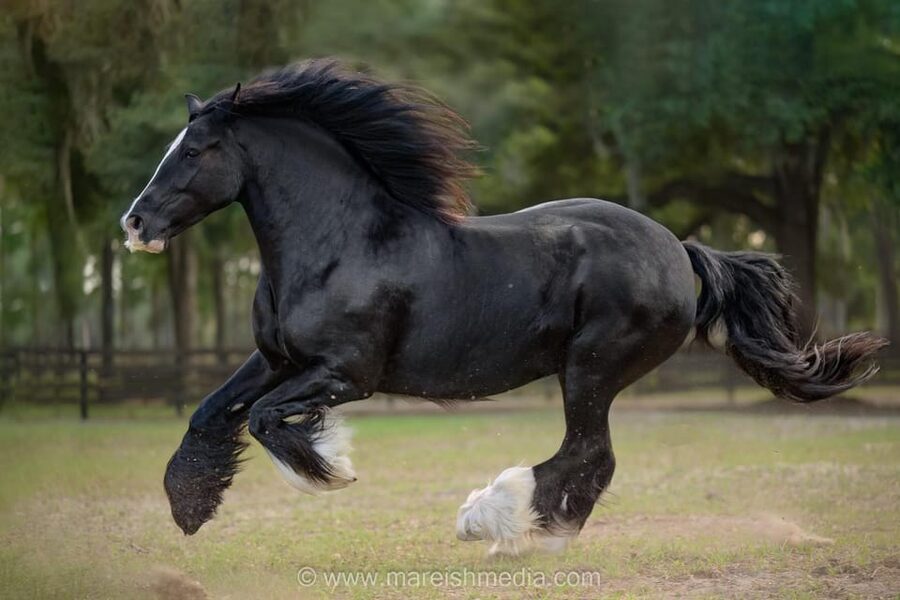 Ocala: Gypsy Gold Horse Farm Guided Walking Tour - Who will enjoy this farm tour most?