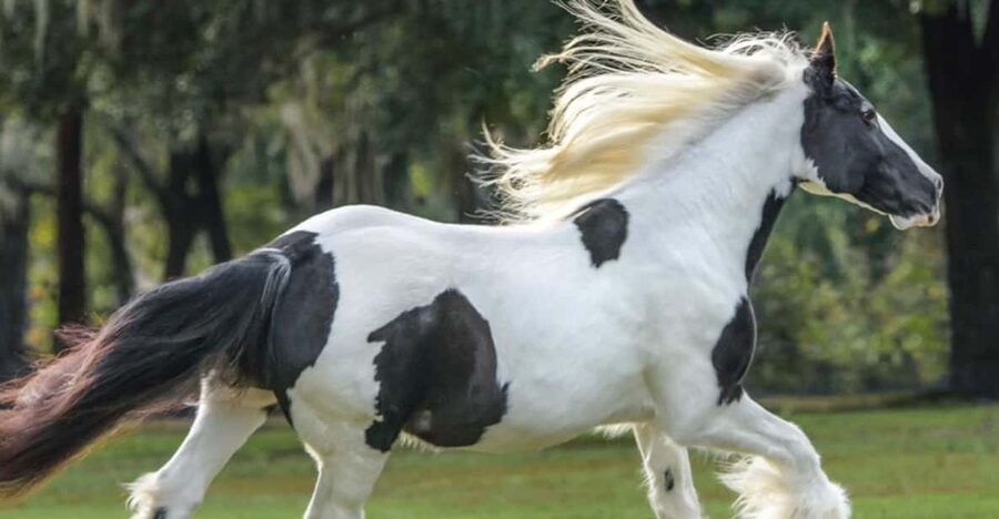 Ocala: Gypsy Gold Horse Farm Guided Walking Tour - Meeting the animals around Gypsy Gold