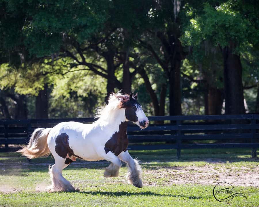 Ocala: Gypsy Gold Horse Farm Horses & History Tour - Five Details To Know Before You Go