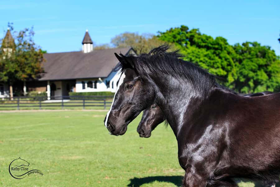 Ocala: Gypsy Gold Horse Farm Horses & History Tour - Why Gypsy Gold Is More Than a Horse Farm