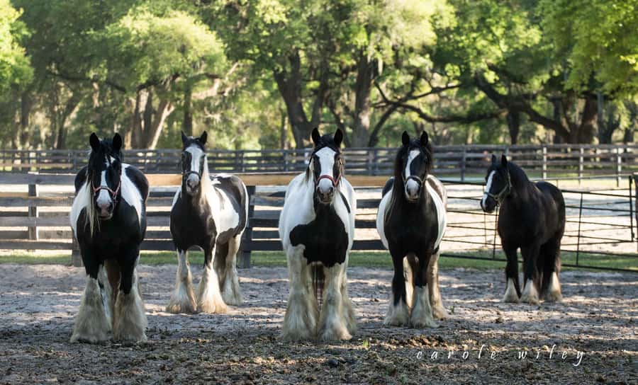 Ocala: Gypsy Gold Horse Farm Horses & History Tour - Walking the 40-Acre Farm After the Lecture