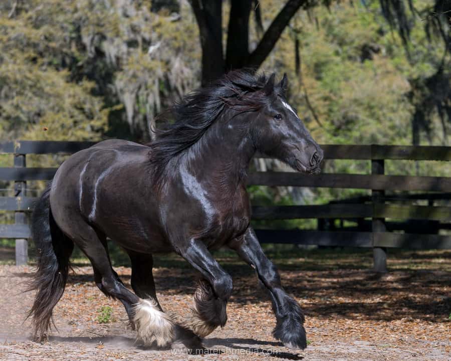 Ocala: Gypsy Gold Horse Farm Horses & History Tour - What the $50 Price Really Buys You