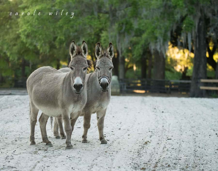 Ocala: Gypsy Gold Horse Farm Horses & History Tour - Who Will Enjoy This Tour Most