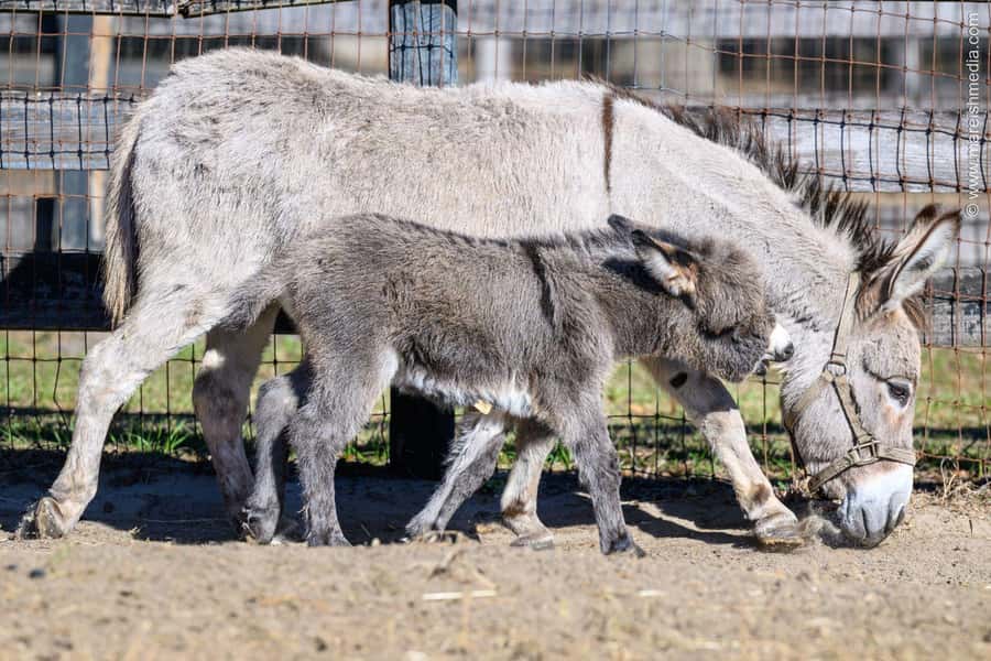 Ocala: Gypsy Gold Horse Farm Horses & History Tour - My Take on the Educational Style