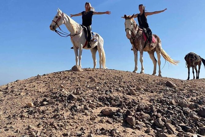 One Hour Horse or Camel Riding with Transfer- Sharm El-Sheikh - A look at the value for $28