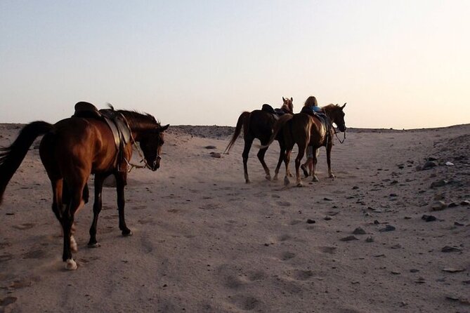 One Hour Horse Riding Beach with Transfer from Hurghada - Hotel pickup and the ride to the stable
