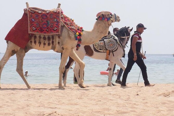 One Hour Horse Riding or Camel Riding At Amazing Desert in Hurghada - Riding through the open desert