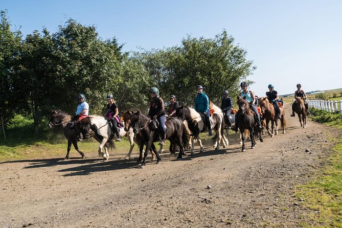One-Hour Horseback Riding Tour in the Icelandic Countryside - Meeting the horses at Hótel Eldhestar