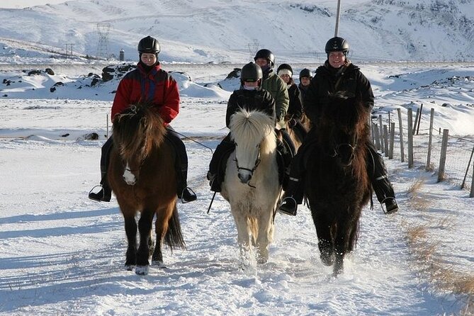 One-Hour Horseback Riding Tour in the Icelandic Countryside - Who will enjoy this Icelandic riding experience