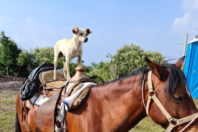 Pacaya Volcano Luxury Sunset Horseback Riding Tour/ Dinner Cooked by-Lava Chef - Who should book this Pacaya experience?