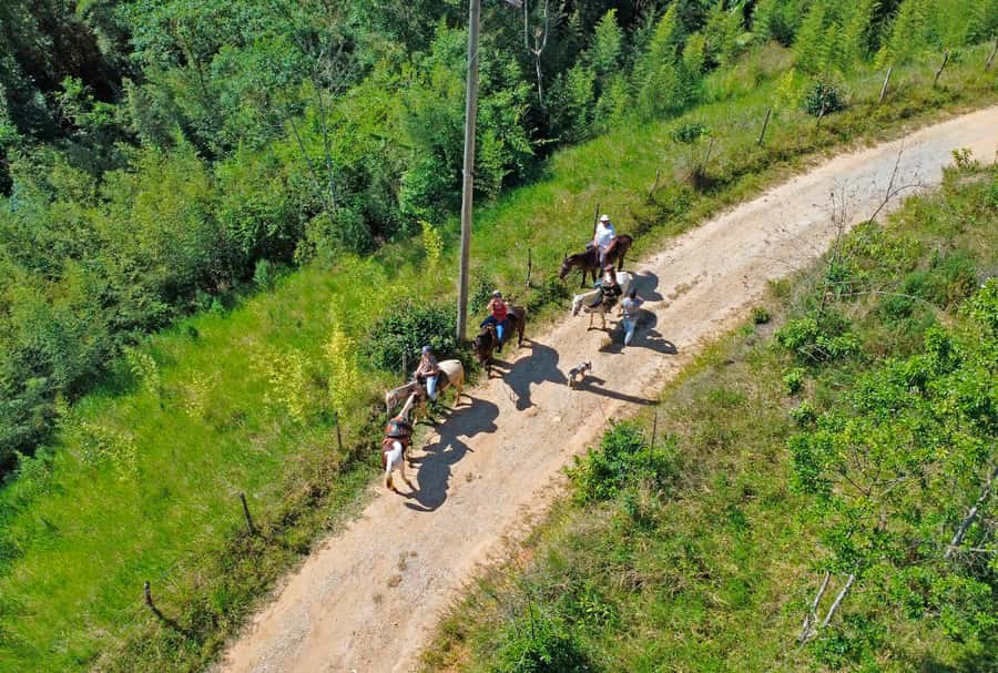 Paraty: 3-Hour Rainforest Horseback Ride - Why this ride works well in Paraty