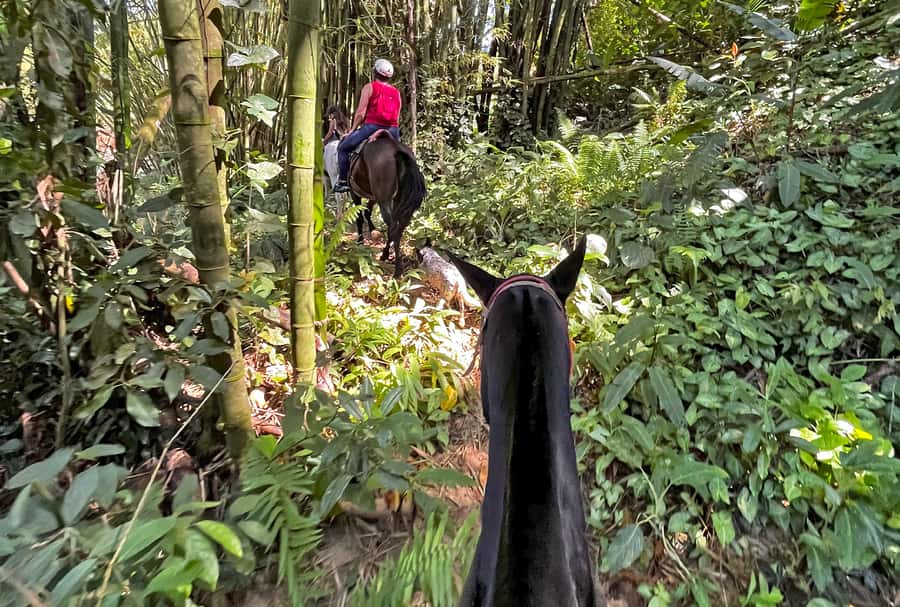 Paraty: 3-Hour Rainforest Horseback Ride - Who should book this ride?
