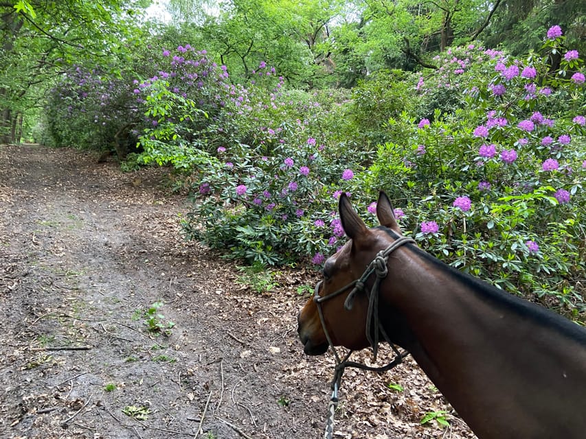 Paris: Aumont-en-Halatte Horseback Riding Tour - Key points about the forest ride