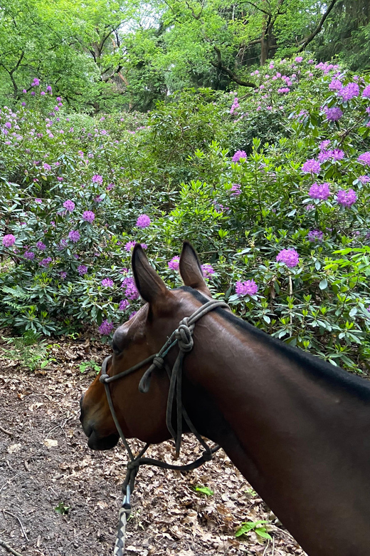 Paris: Aumont-en-Halatte Horseback Riding Tour - Practical tips for a smoother visit