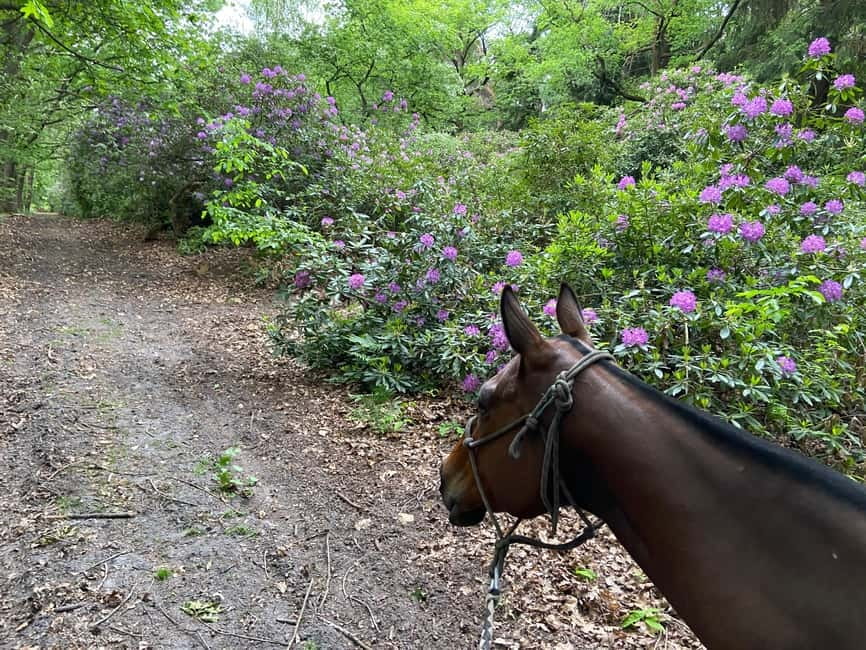 Paris: Aumont-en-Halatte Horseback Riding Tour - Meeting your horse at La Horse Club