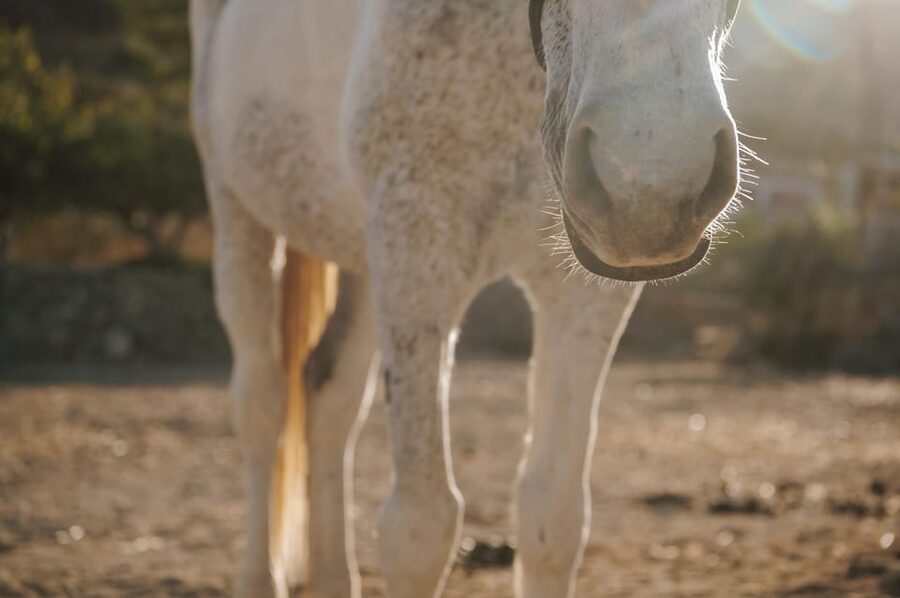 Paros: Horseback Riding Tour at Sunset - Who will enjoy this Paros ride most