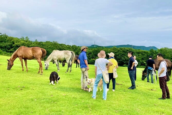 Pasture Hike with Horse Whisperer at Horse Trust in Kagoshima - Why this Horse Trust walk feels different