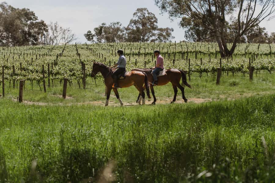 Petaluma: Horseback Riding and Wine Tasting Tour - Why This Ride Feels Different From a Standard Wine Tour