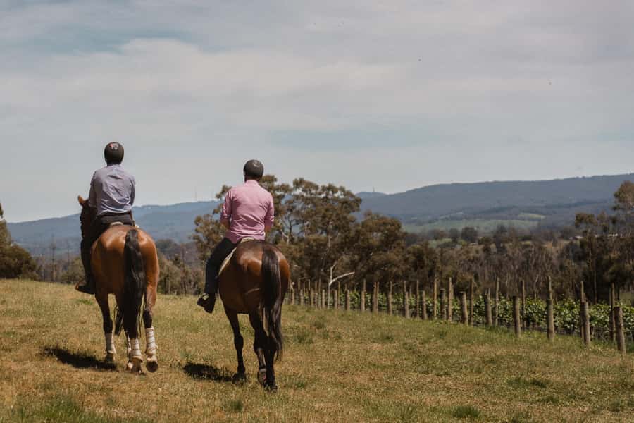 Petaluma: Horseback Riding and Wine Tasting Tour - Basic Riding Practice Before the Trail