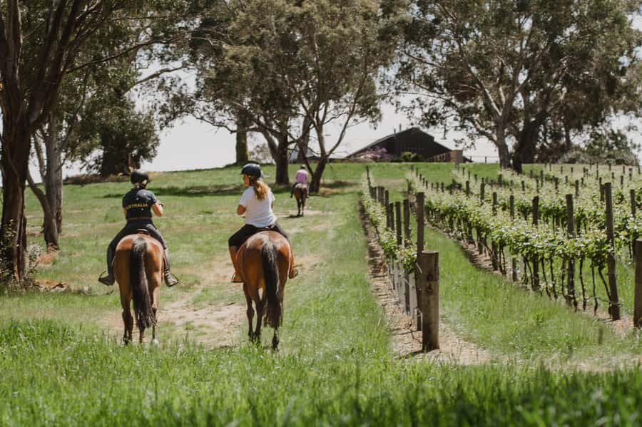 Petaluma: Horseback Riding and Wine Tasting Tour - Meeting the Horses at Hallmark Farm
