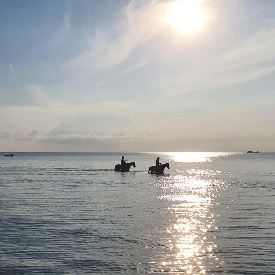 Phuket: Sunset Beach Horseback Journey - The safety issue you should not brush aside