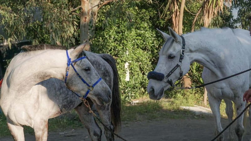 Pompeii: Mount Vesuvius Night Horseback Ride and Italian BBQ - Riding through Vesuvius vineyards at night