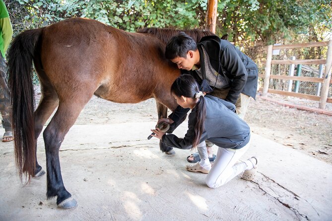 Pony Riding in Luang Prabang - Grooming and arena time before the countryside