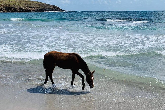 Private Beach Horseback Ride with Sandy Hoofs St. Lucia - Riding into the Atlantic with your horse