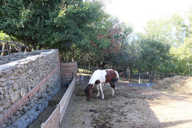 Private day horse riding trip to Sighnaghi with lunch and wine/beer. - Leaving Tbilisi for Kakheti