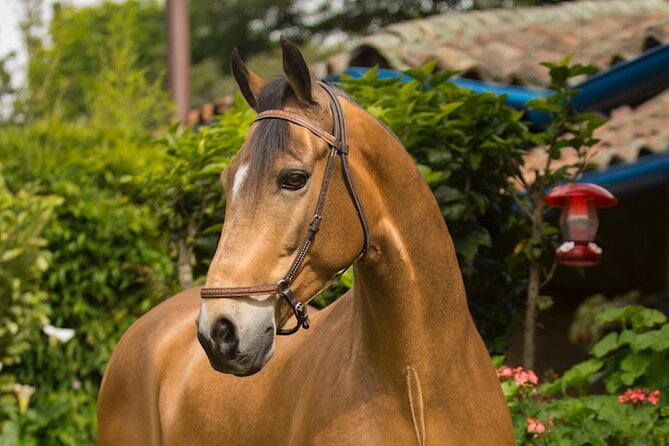 Private Guided Tour of Colombia’s Paso Fino Horse - Coffee, conversation, and the ranch welcome