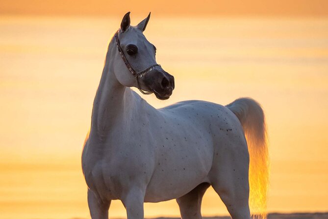 Private Horse and Camel Riding Experience in Doha - What the 40-Minute Horse Ride Is Like